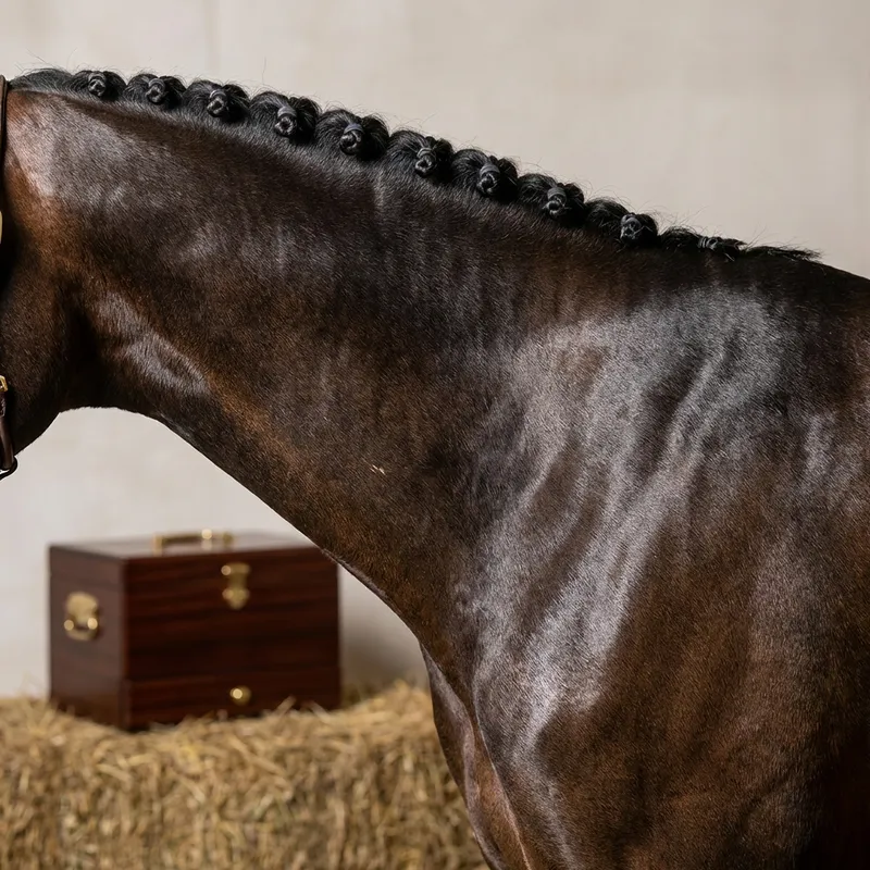 Esthétique équine et Tontes de Luxe