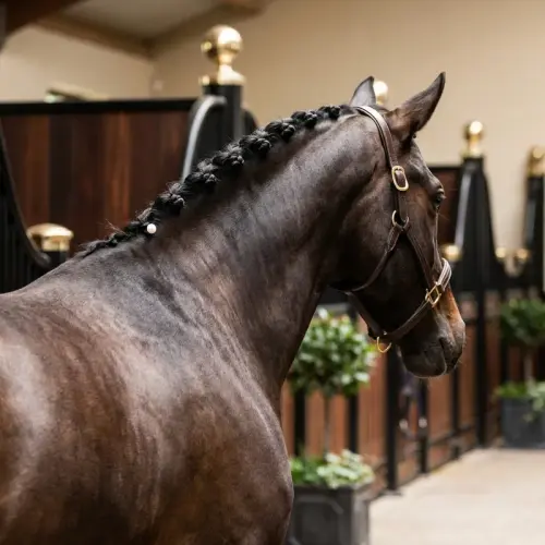 Toilettage & Esthétique